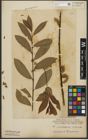 Foto von Salix purpurea L. x Salix silesiaca Willd.